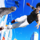Illustration for article titled iAce Combat 7/isi /iMost Lovable Character Is A Picture Of A Dog